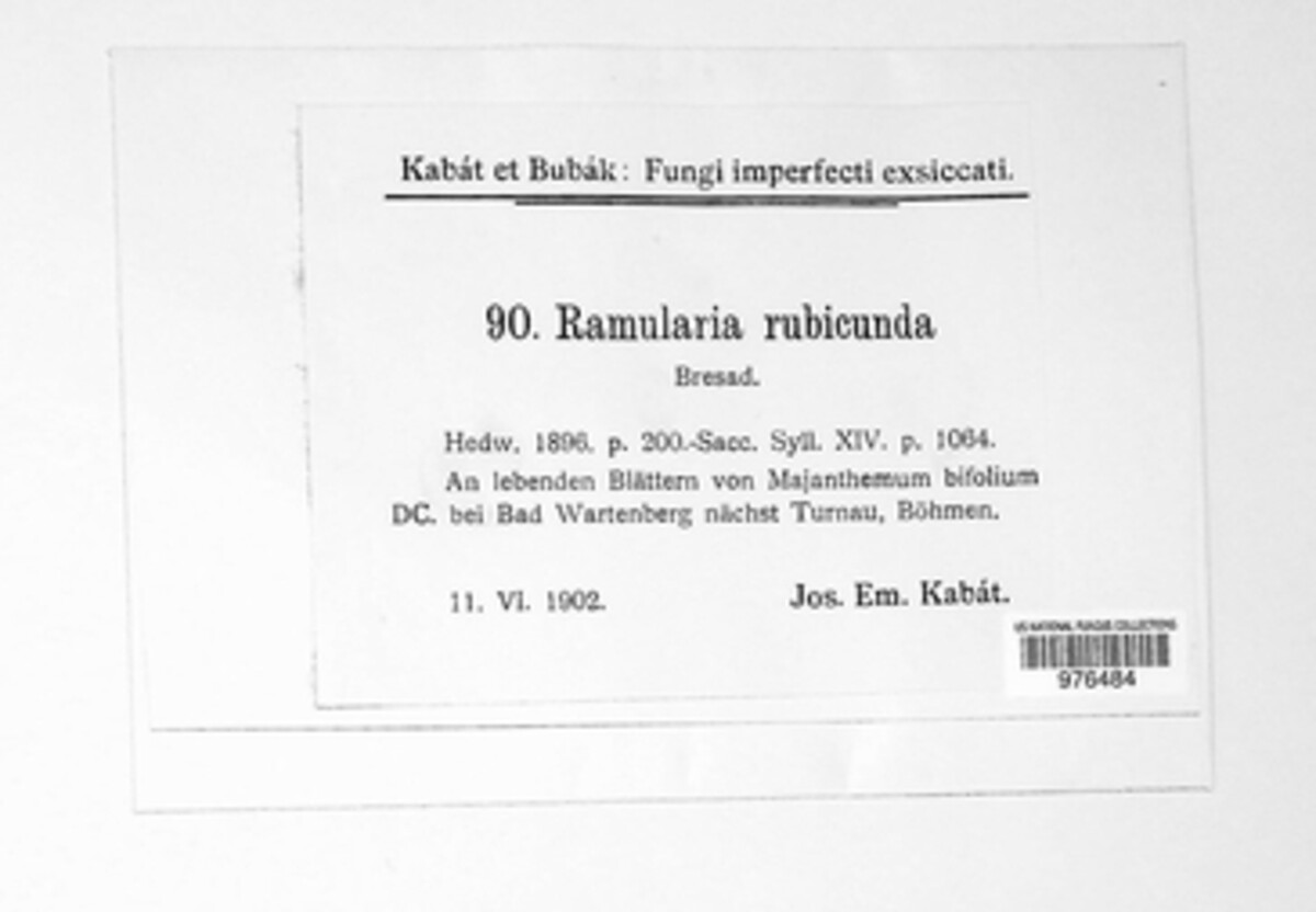Ramularia rubicunda image